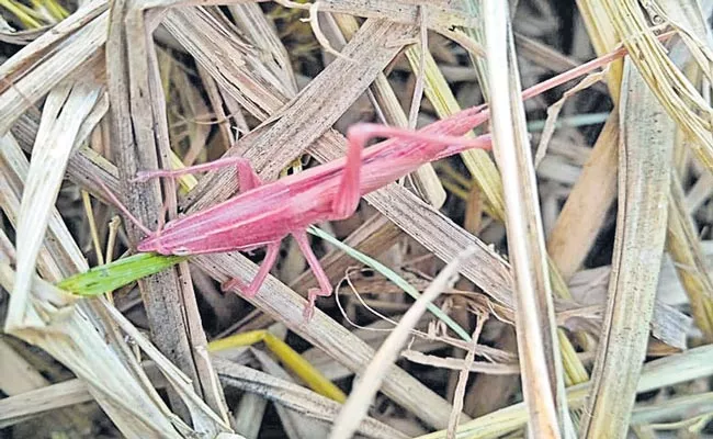 Rare Pink Grasshopper Found In Narayanpet District - Sakshi