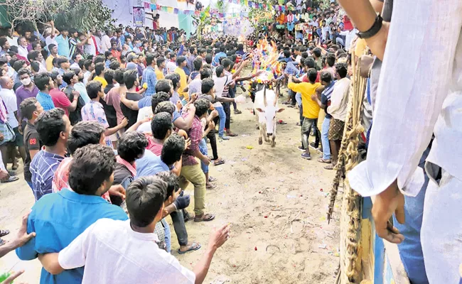 Jallikattu Conducted at Chittoor District Chandragiri Zone range - Sakshi