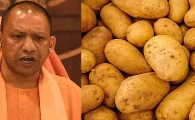 UP Assembly Election 2022: Potato Prices Can Cause Tremors in BJP - Sakshi