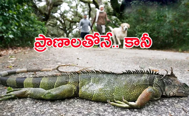 US weather service warns Its Citizen On Iguanas - Sakshi