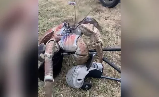 Viral Video: Monster Crab Snaps Golf Club In Half - Sakshi