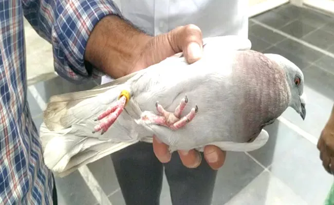 Chaina Geo Coding Tag Found To PigeonLeg In Prakasam - Sakshi