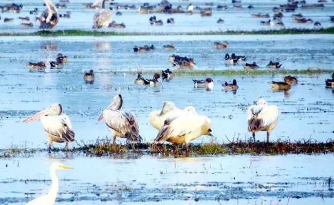 Millions Of Migrant Birds Reached Near Bahudha River Attracts Visitors Orissa - Sakshi