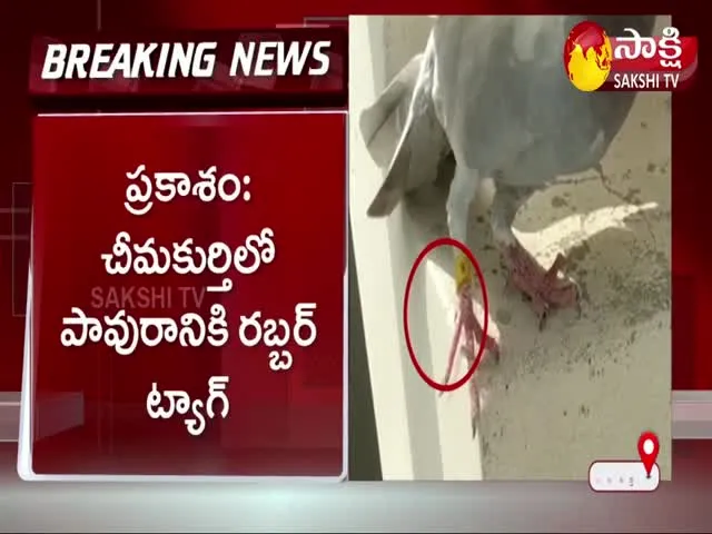 Prakasam: Geo Coding Tag Found To Pigeon Leg In Chimakurthy