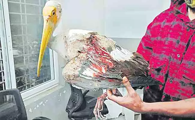 Foreign Stork Injured At Hyderabad - Sakshi