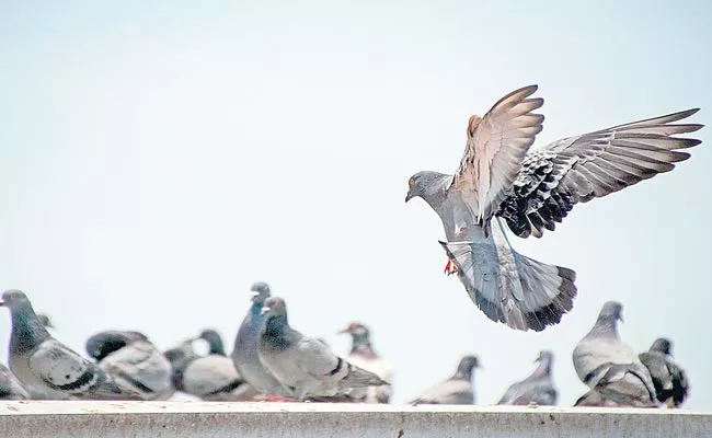 Pigeon Racing Bets Are Held In Country And Abroad - Sakshi