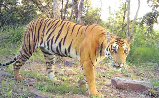 Four Tigers Have Deceased In Two Years nallamalla forest AP - Sakshi