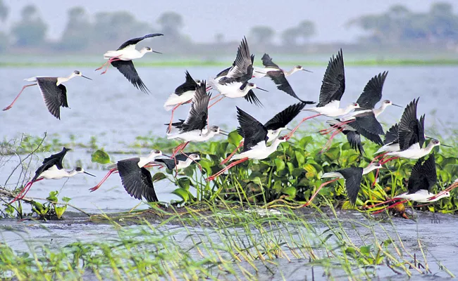 Exotic birds Beauty at Kakaluru Atapaka - Sakshi