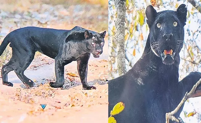 Wildlife Safari: Rarest Black Leopard In Nagarahole National Park - Sakshi