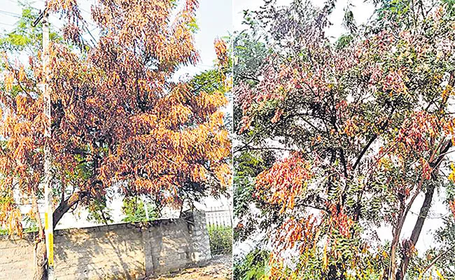 Homeopathy Treatment For Neem Trees - Sakshi