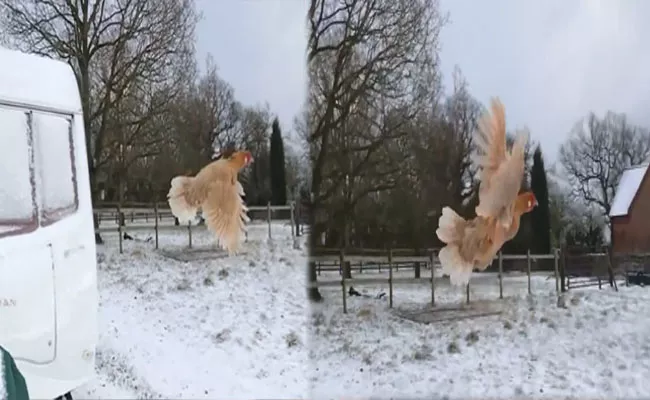 Chicken Fly too Far In The Air Amazing Video Goes Viral - Sakshi