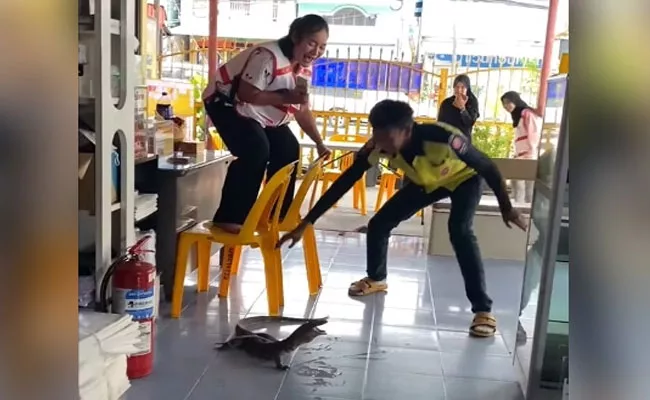 Viral video: Woman Climbs Chair, Ends Up In Tears After Spotting Monitor Lizard - Sakshi