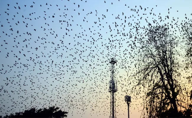 Birds Flock In Record Numbers on Tree at Vijayawada State Guest House - Sakshi