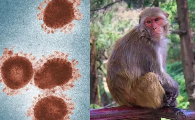 Kerala Reports Monkey Fever Case No contiguous Symptoms - Sakshi