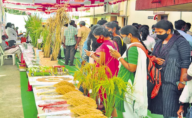 Acharya NG Ranga Agricultural Research Presidency for New rice varieties - Sakshi