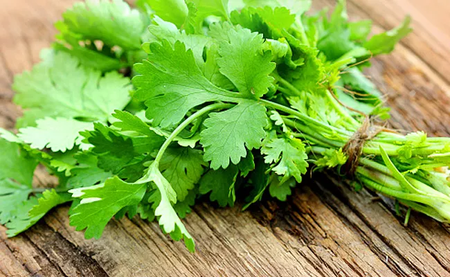 Top 11 Amazing Health Benefits Of Coriander Kothimeera In Telugu - Sakshi