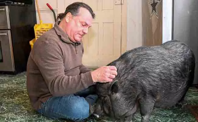 Man Fights To Keep His Pet Pig Emotional Support USA - Sakshi