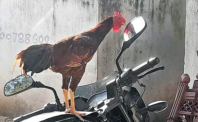 Hen Different Bike Poses In Chittoor District - Sakshi