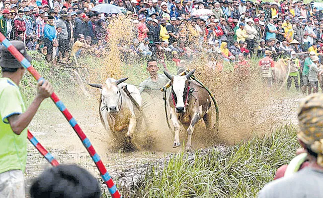 Indonesia: Traditional Pacu Jawi Bull Race Held at Tanah Datar - Sakshi