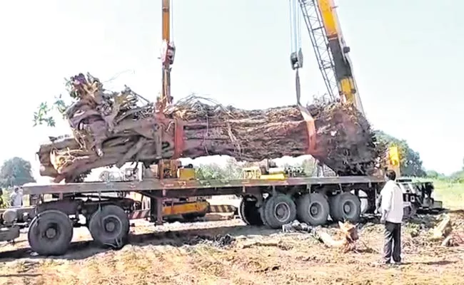 Telangana: 70 Year Old Uprooted Banyan Tree Transplanted - Sakshi