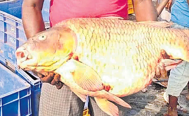 Big Fishes Caught in Bhoodan Pochampally Cheruvu - Sakshi