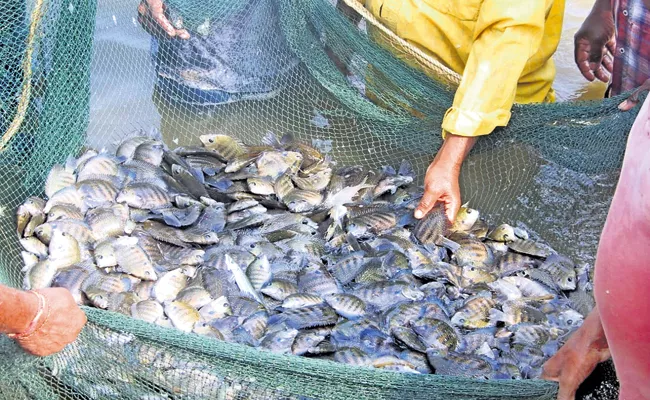 Chukka Goraka Fish Cultivation is successful in Andhra Pradesh - Sakshi