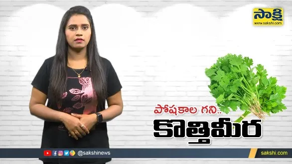 Sakshi Special Video On Coriander Leaves