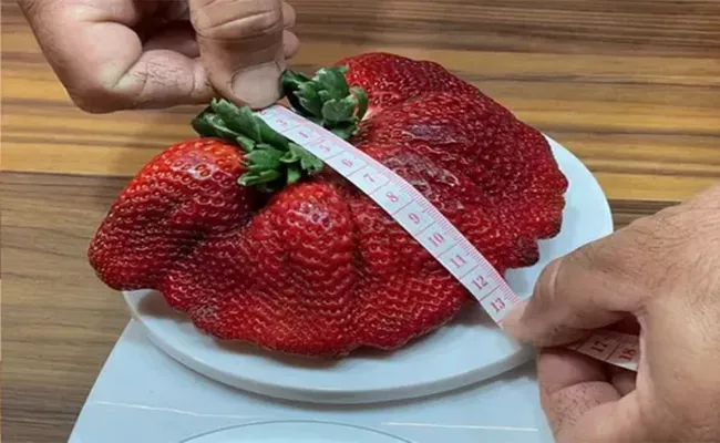 Strawberry Weighing 289 Grams Has Set A Guinness World Record - Sakshi