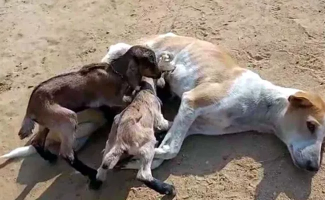 Dog Feeds Baby Goat Video Goes Viral Orissa - Sakshi