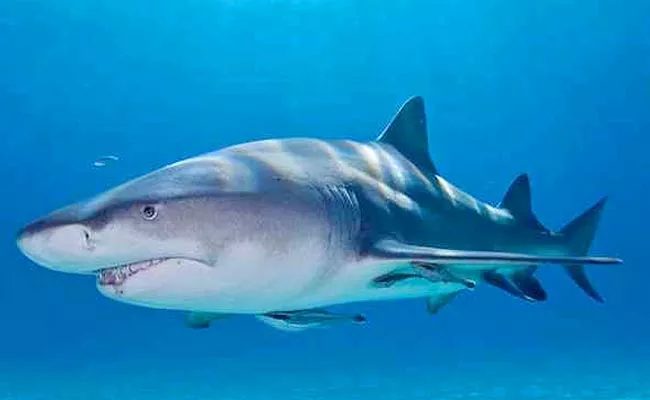 Woman Escapes From Shark Fish Over Beating On It Florida Coast - Sakshi