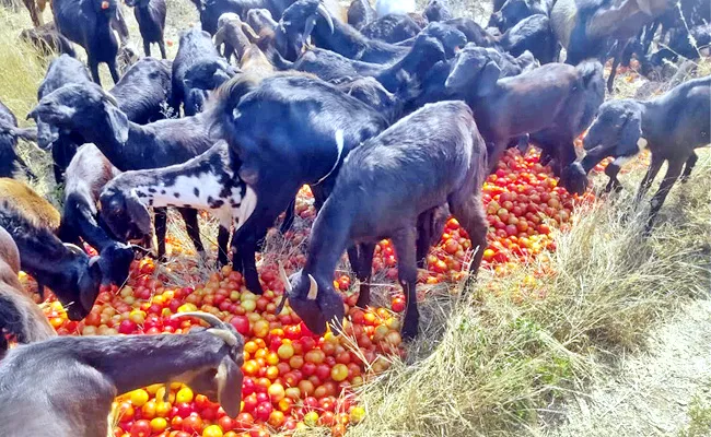 Tomato Prices Drop Down in YSR Kadapa District - Sakshi