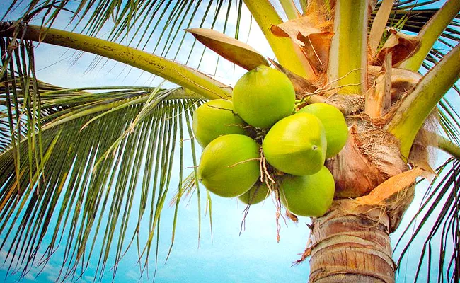 Uddanam Special Coconut Speciality And Uses In Srikakulam - Sakshi