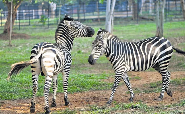 Wildlife Animals being adopted at Indira Gandhi Zoo Park - Sakshi