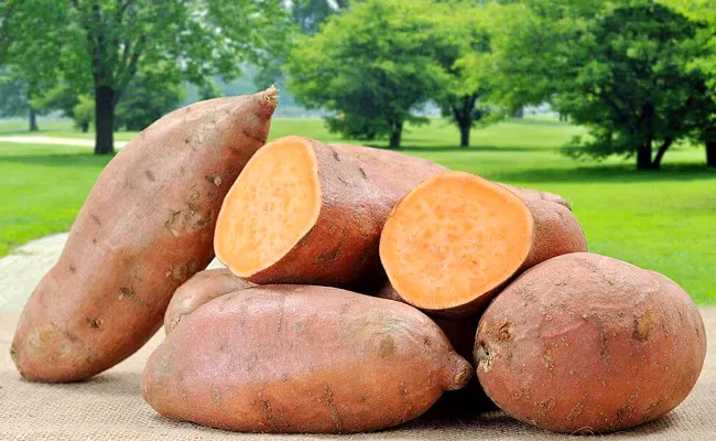 National Cook a Sweet Potato Day Do you know these benefits - Sakshi