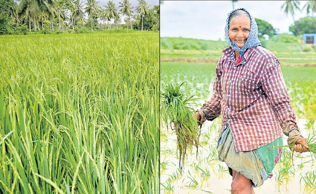 Andhra Pradesh Govt Support To Farmers With Sunna Vaddi Scheme - Sakshi