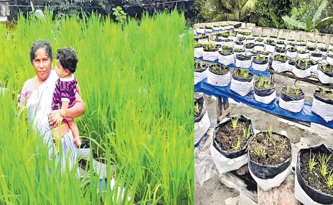 Kerala: Woman Grow Paddy On Terrace Harvest 45 Kilos - Sakshi