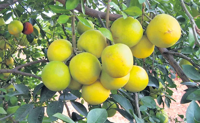 Chini fruits season has started in Anantapur district - Sakshi