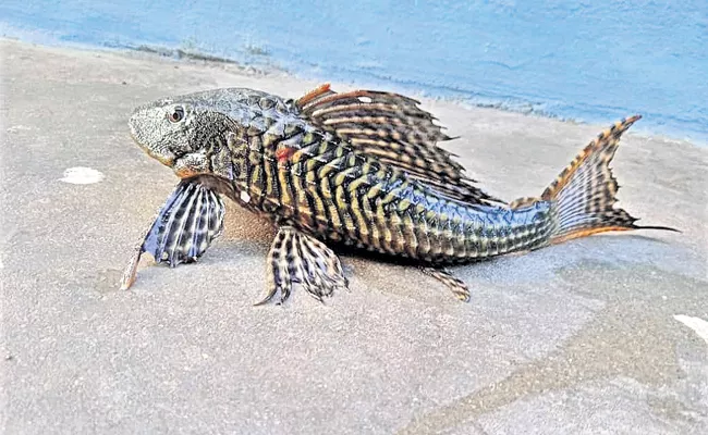 Rakasi fish in Narayanapuram canal - Sakshi