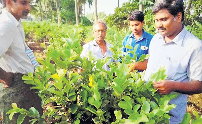 Farmers are leaning towards organic farming - Sakshi