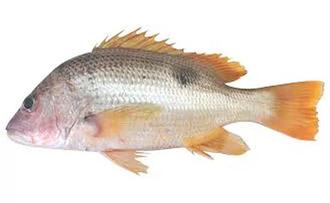 John Snapper Fishes Are Experiment Phase In Visakhapatnam - Sakshi