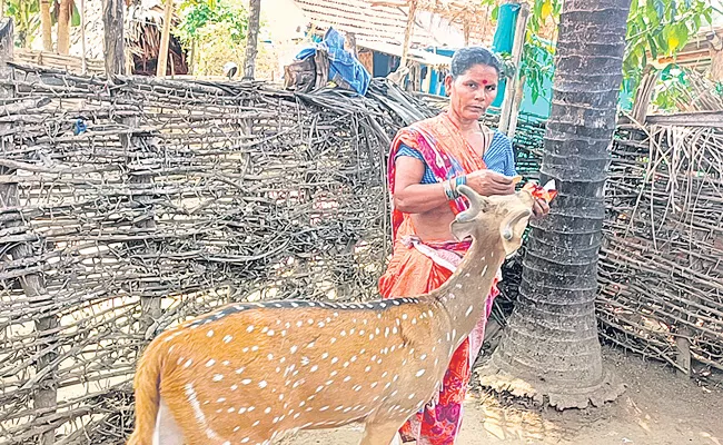 A Deer Returned To A Family of Chinnodu Although Left The Forest - Sakshi