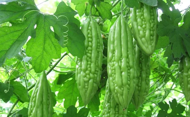 Srikakulam: Bitter Gourd Cultivation Process, Farming and Harvesting - Sakshi