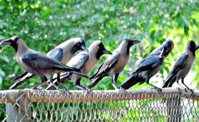 Crows Trained To Clean Up Cigarette Butts In Sweden - Sakshi