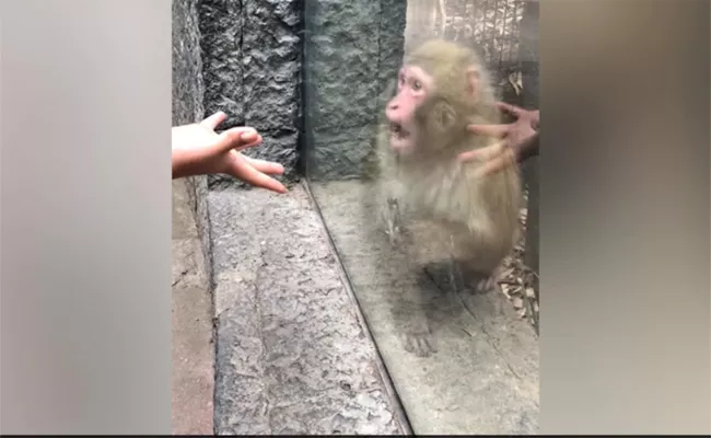 Viral Video: Monkeys Jaw Fell Open As The Zoo Visitor Magic Trick - Sakshi