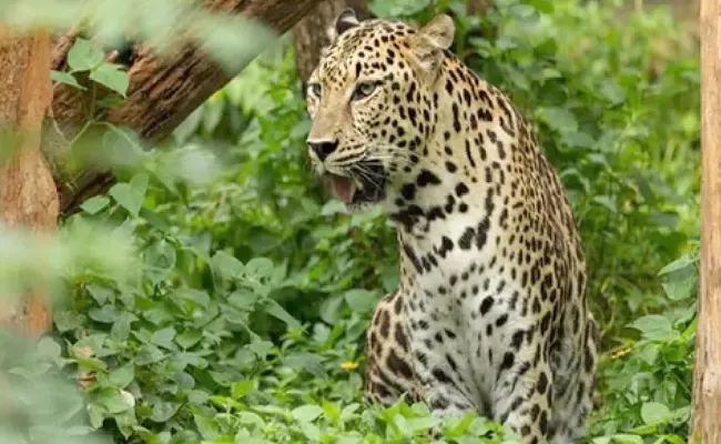 Woman Fights Off Leopard To Save 6 Year Old Daughter From Jaws Of Death - Sakshi