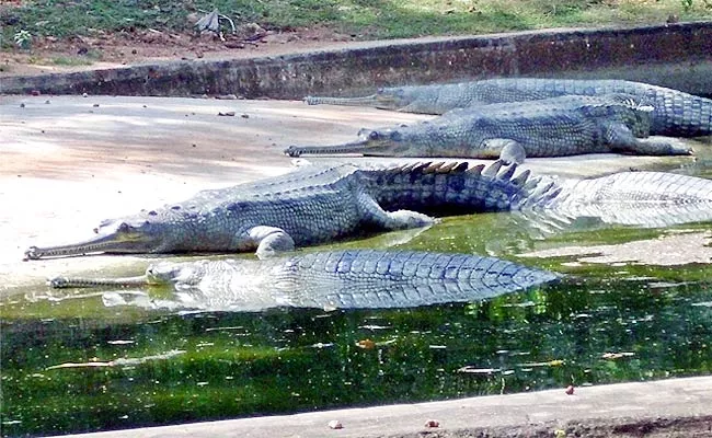 32 Species Of Crocodiles In Visakhapatnam Zoo - Sakshi