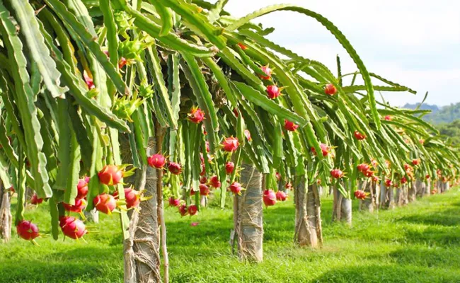 Dragon Fruit Farming Need To Know Nutritional Value Health Benefits Earrings - Sakshi