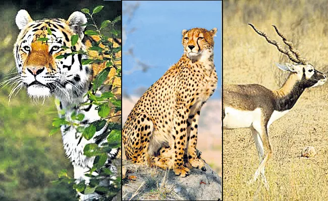 Wild Animals Comming Into populated areas with Shrinking forests - Sakshi