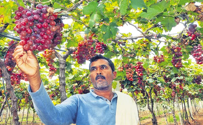 Profits from Red Globe Grape Cultivation - Sakshi