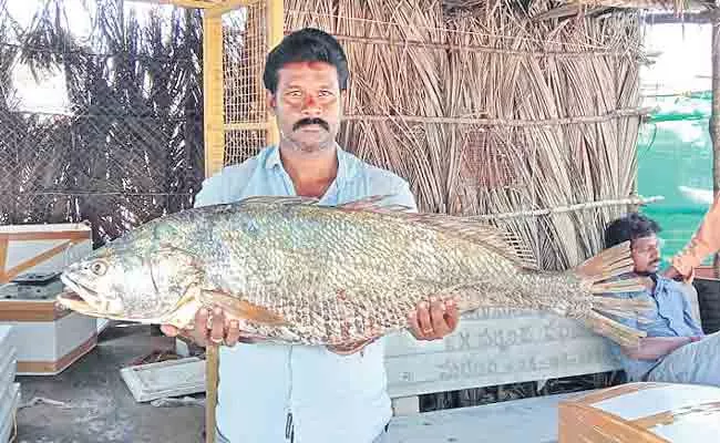 Rare Kachidi Fish Trapped Fishermans Net Sold Above One And Half Lakh - Sakshi